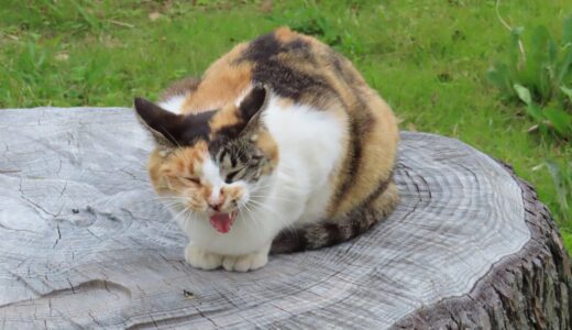 猫が無駄鳴きする原因とは？考えられる病気や対策も解説します