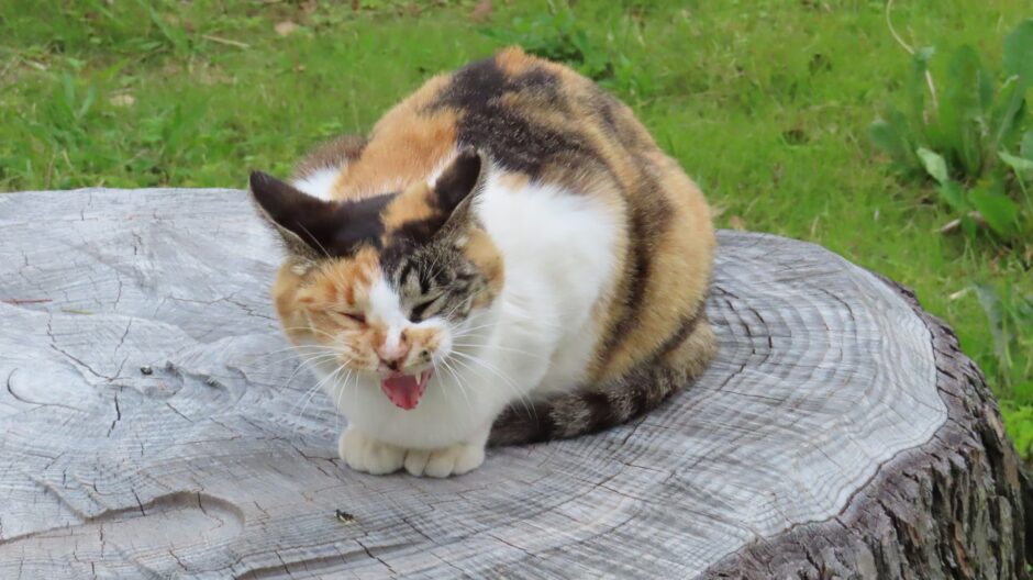 猫が無駄鳴きする原因とは？考えられる病気や対策も解説します