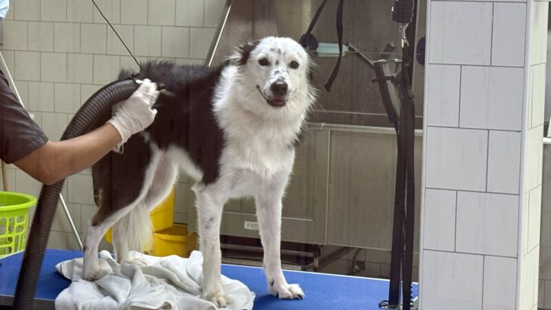 トリミング中の犬