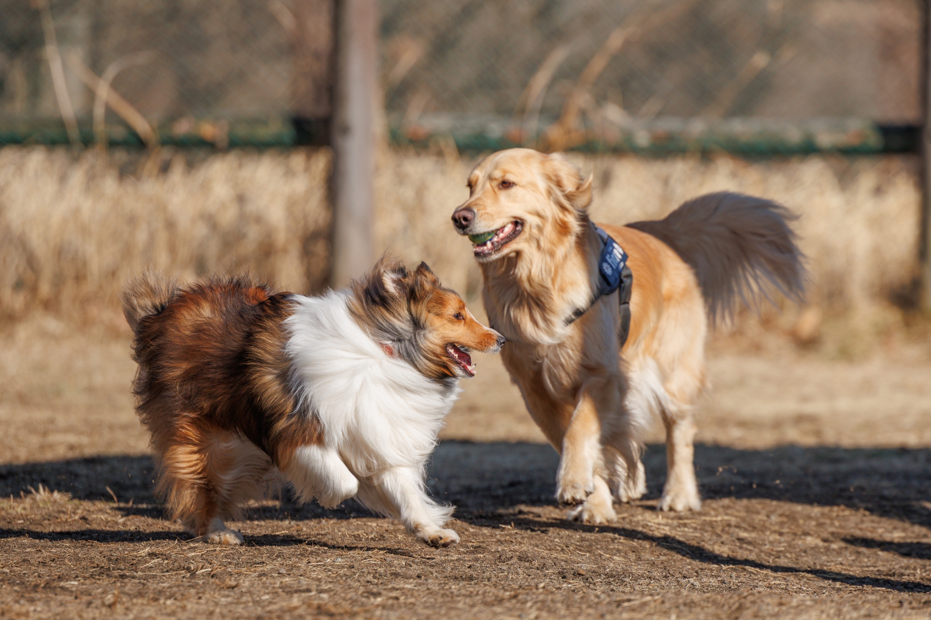 走る二匹の犬