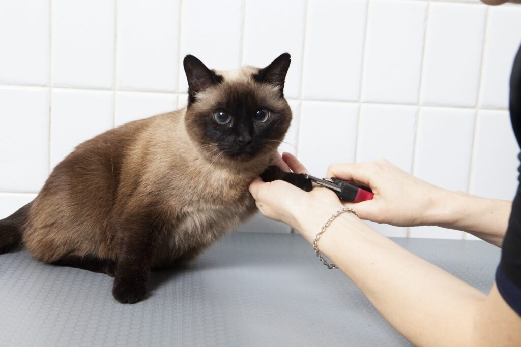動物病院での猫の爪切り料金相場