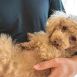 犬のてんかん発作が起きたらどうする？原因と対処法、受診の目安などを解説