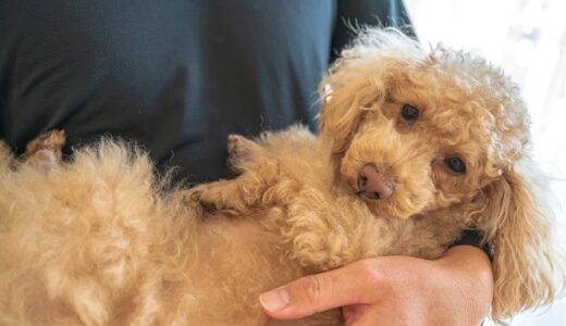 犬のてんかん発作が起きたらどうする？原因と対処法、受診の目安などを解説
