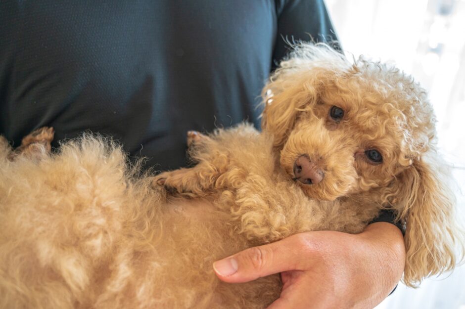 犬のてんかん発作が起きたらどうする？原因と対処法、受診の目安などを解説