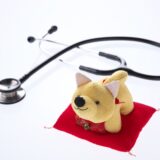 犬のてんかん症状を見分けるには？発作の兆候と対処法を解説