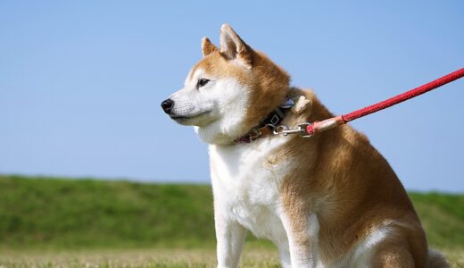 犬の膀胱炎はどのような症状が出る？原因や診断・治療方法も解説