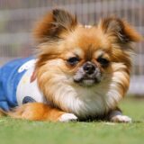 犬がヘルニアになる原因とは？症状や治療方法、飼育環境の注意点も解説