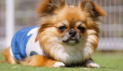 犬がヘルニアになる原因とは？症状や治療方法、飼育環境の注意点も解説