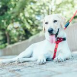 ペットホテル利用は暑さ対策が重要？熱中症になりやすい犬と猫の特徴、利用する時の注意点とは
