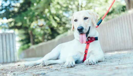 ペットホテル利用は暑さ対策が重要？熱中症になりやすい犬と猫の特徴、利用する時の注意点とは