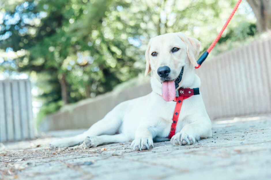 ペットホテル利用は暑さ対策が重要？熱中症になりやすい犬と猫の特徴、利用する時の注意点とは
