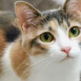 猫がリンパ腫かも？見分け方から余命、治療の選択肢まで解説します