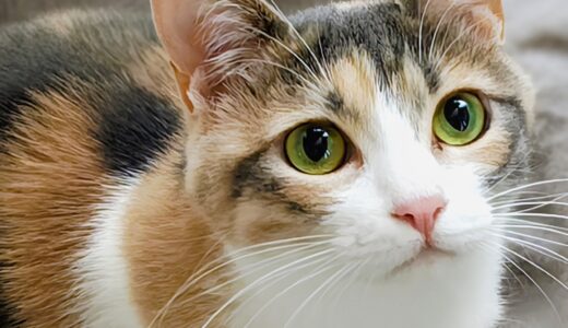 猫がリンパ腫かも？見分け方から余命、治療の選択肢まで解説します