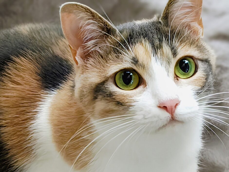 猫がリンパ腫かも？見分け方から余命、治療の選択肢まで解説します