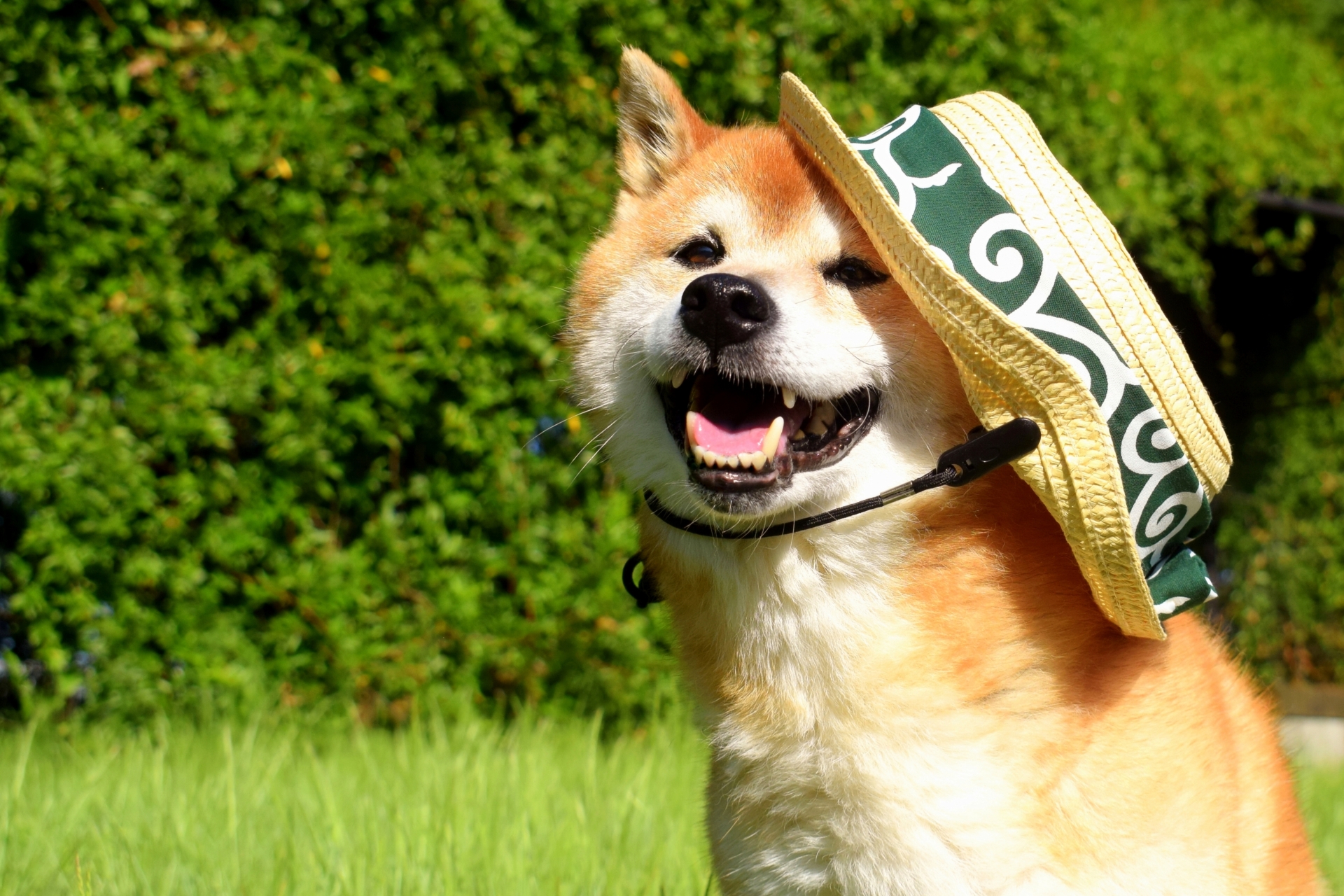 柴犬