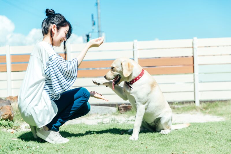 お手をする犬