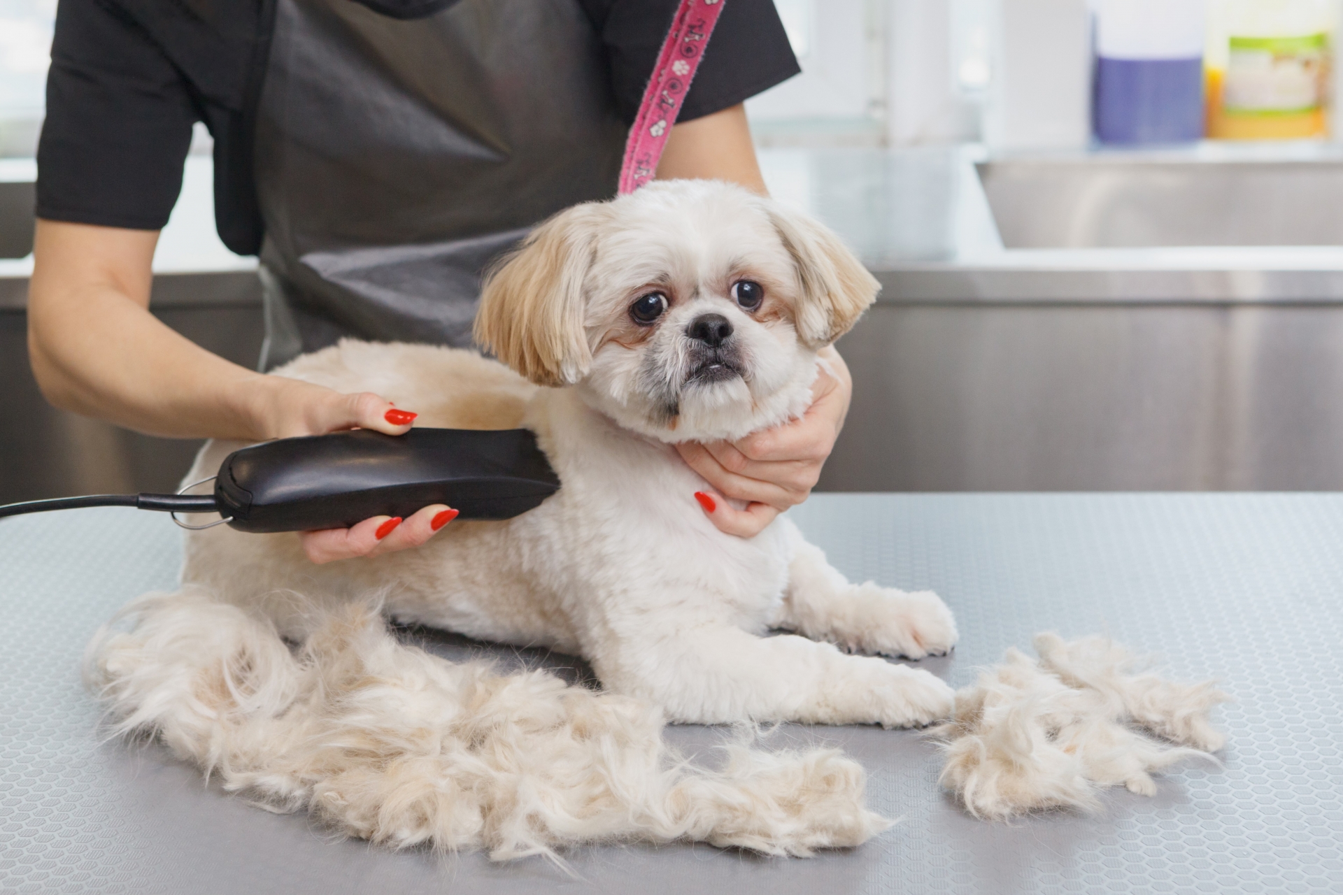 毛を刈られるペットの犬