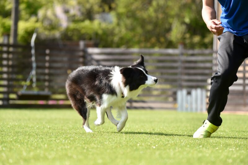 愛犬と遊ぶ