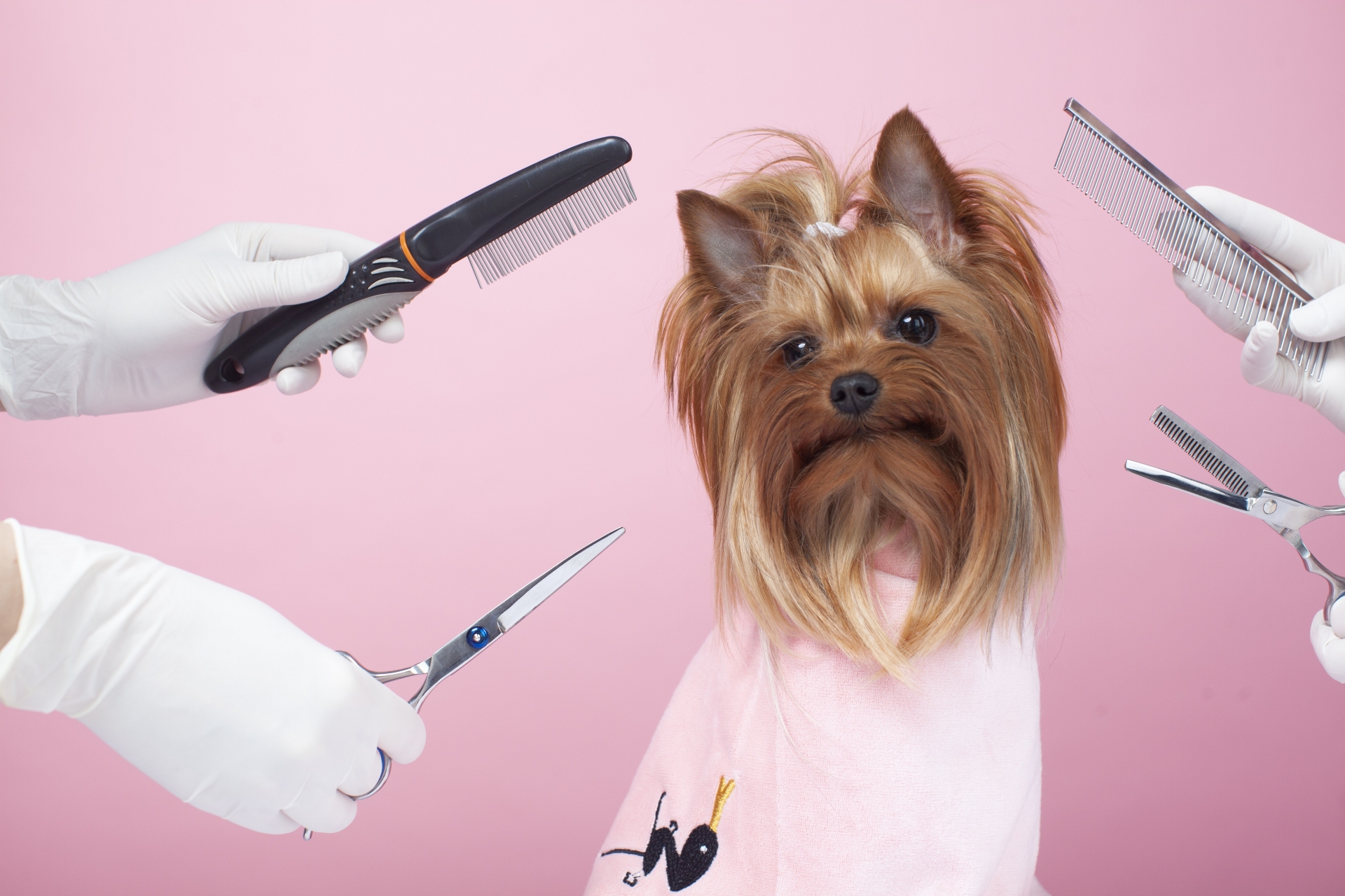 トリミング用品を持った人と犬
