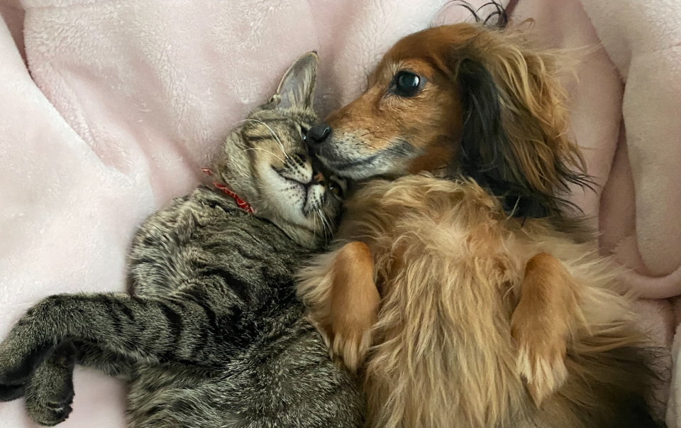犬と猫