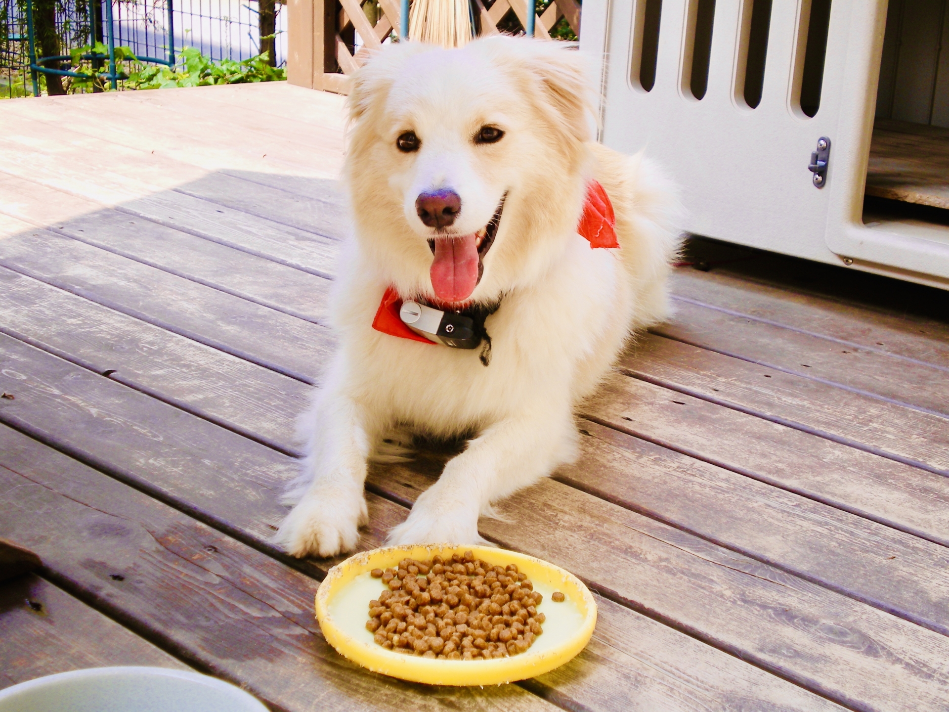 ドッグフードの前でふせをする犬