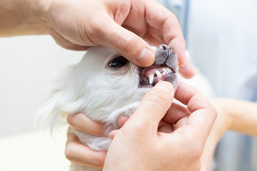 駅前通り動物病院