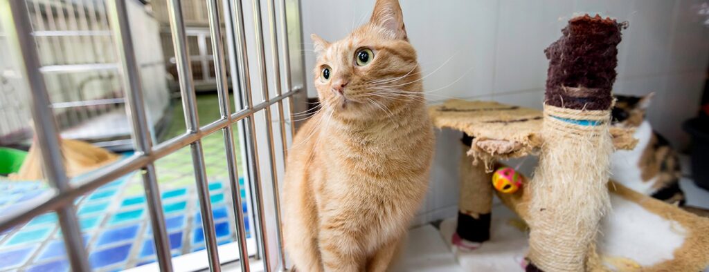 駅前通り動物病院
