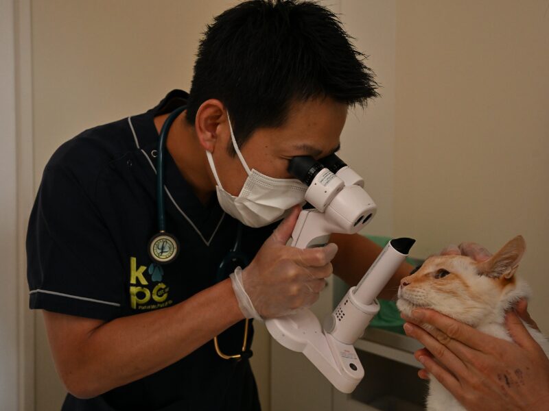 ふなばし動物医療センター かつまペットクリニック