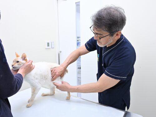 ふなばし動物医療センター かつまペットクリニック