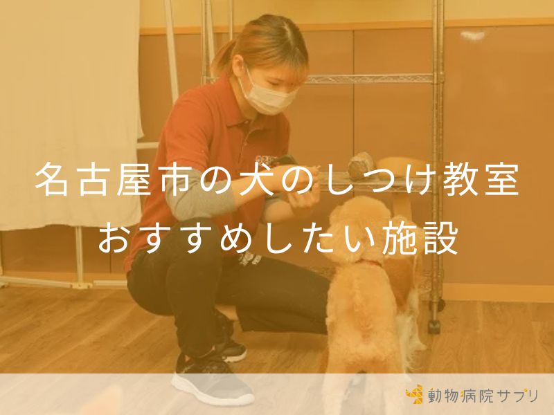 名古屋市の犬のしつけ教室 おすすめしたい施設