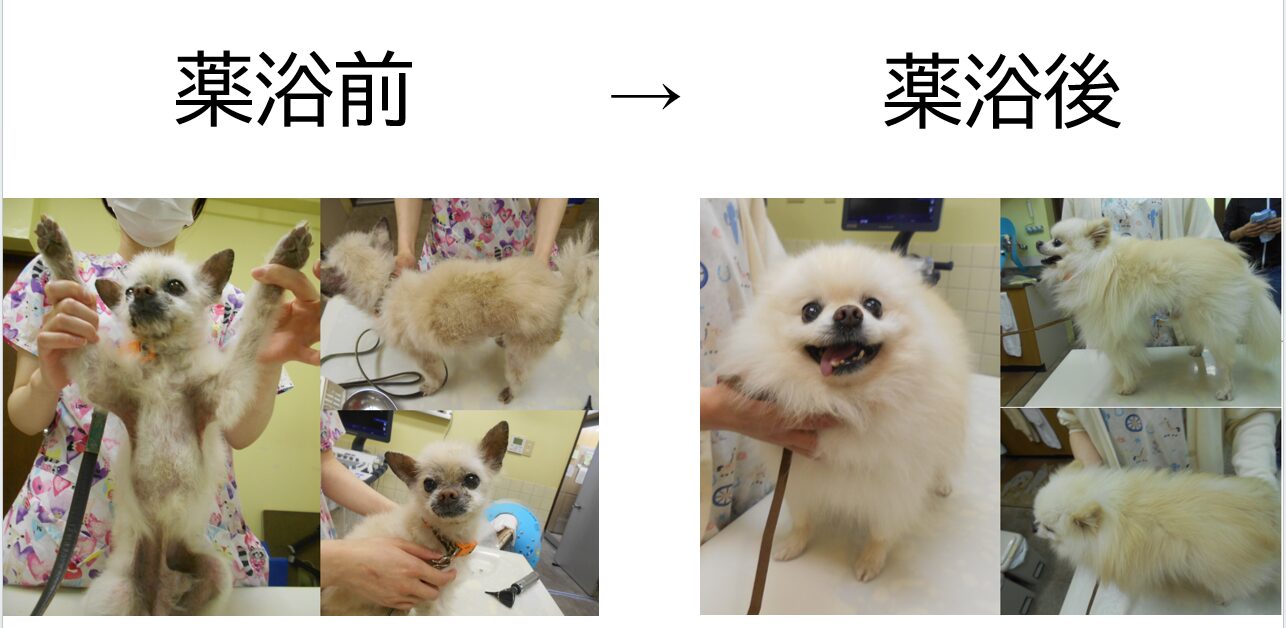 ひだまり動物病院