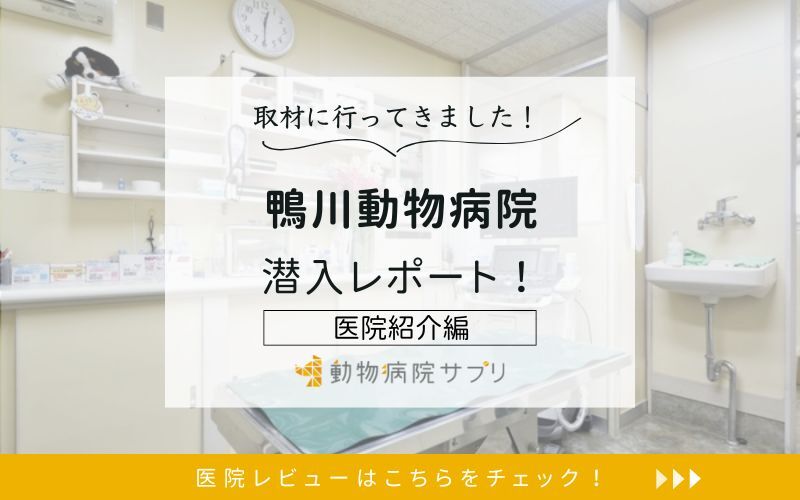鴨川動物病院