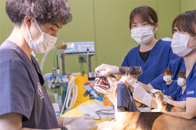 かとり動物病院