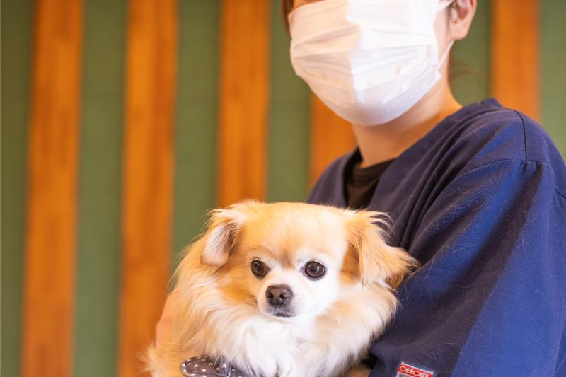 かとり動物病院