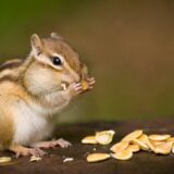 リスを診察できる動物病院の探し方と通院のポイント｜病気のサインや診療内容も解説