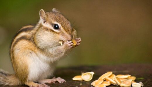 リスを診察できる動物病院の探し方と通院のポイント｜病気のサインや診療内容も解説