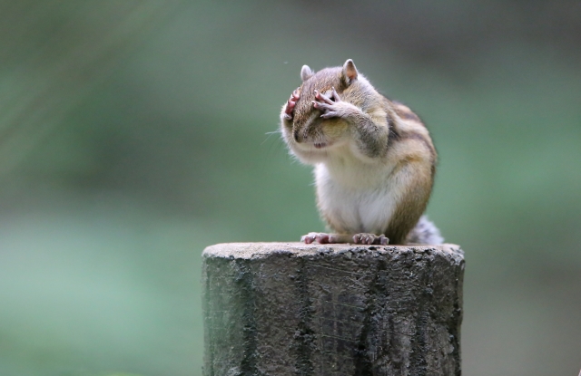 リスを診察できる動物病院の特徴と探し方
