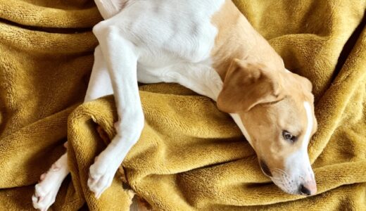 動物病院の緊急外来とは？受診目安や選び方、診療の流れも解説