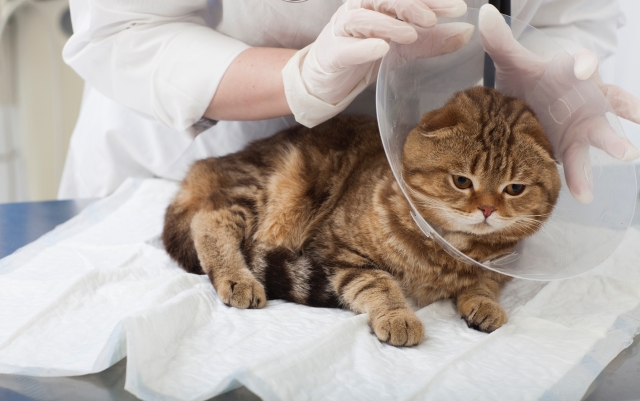 すぐに動物病院に連れて行くべき症状