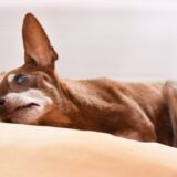 犬の水腎症とは？初期症状から治療法、早期発見やホームケアのポイントまで解説