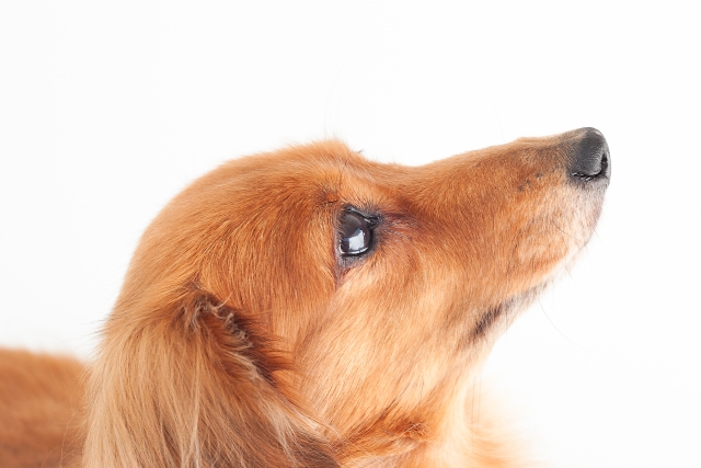 犬の水腎症の原因