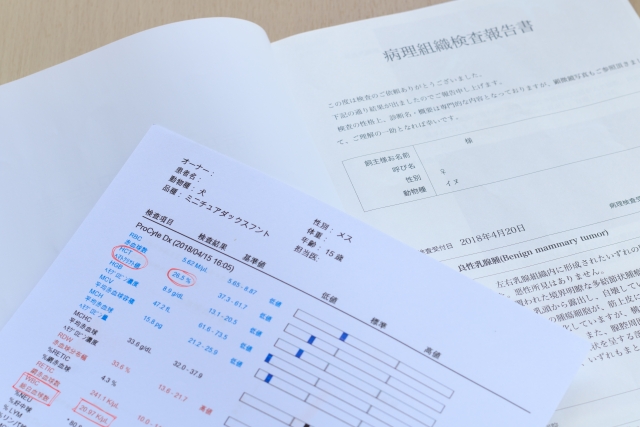 犬の水腎症の検査と診断