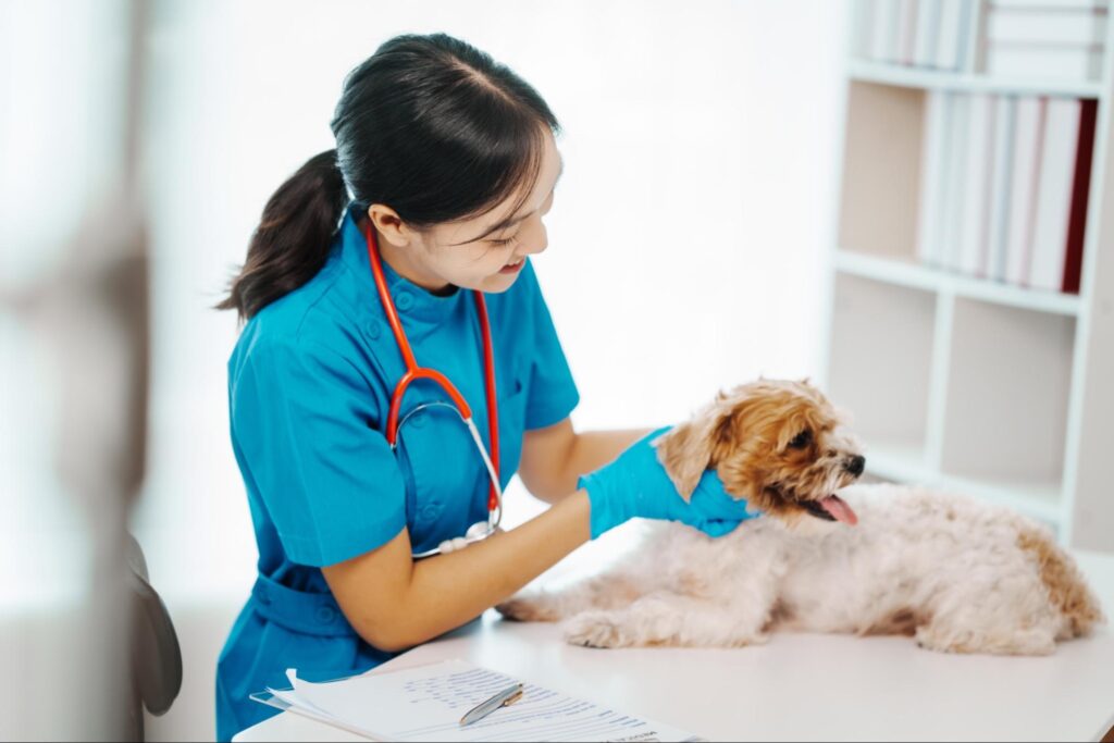 犬の子宮がんの検査・診断