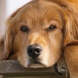 犬の子宮がんとは？検査・治療法、腫瘍との違いや予防法を解説