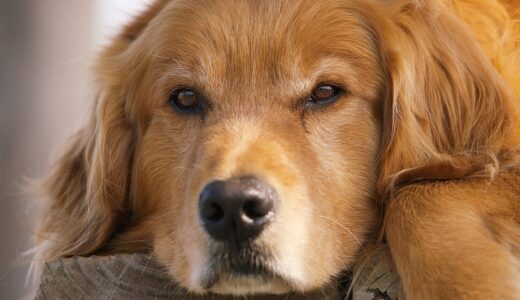 犬の子宮がんとは？検査・治療法、腫瘍との違いや予防法を解説