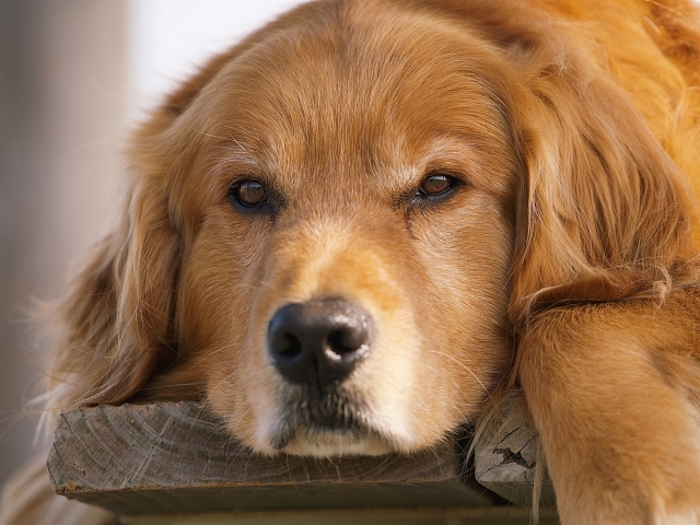 犬の子宮がんとは？検査・治療法、腫瘍との違いや予防法を解説