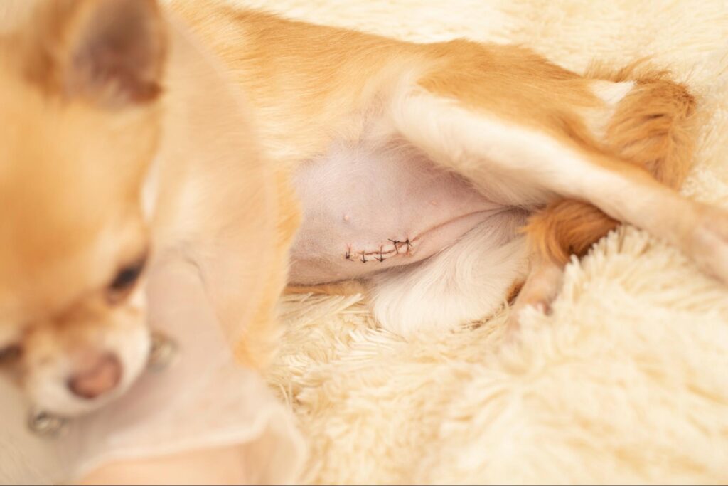 子宮がんができやすい犬種と予防する方法