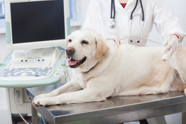 犬の子宮がんの基礎知識