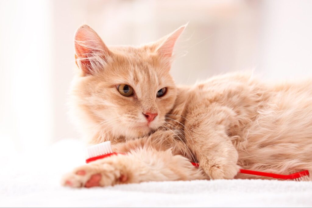 猫の歯肉炎の予防法