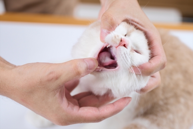 猫の歯肉炎の検査と診断